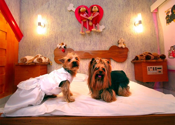 La sociedad de los perros