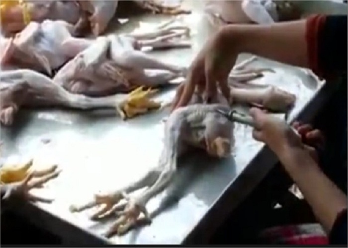 Así engordan a los pollos para venderlos: con aire