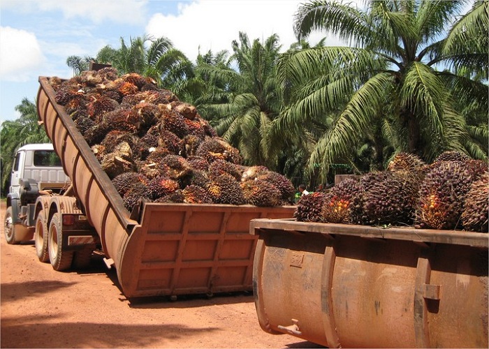 Ley Urrutia-Lizarralde, acumulación ilegal de baldíos
