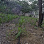  - Granjas misteriosas en La Guajira