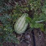  - Granjas misteriosas en La Guajira