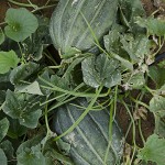  - Granjas misteriosas en La Guajira