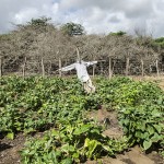  - Granjas misteriosas en La Guajira