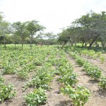  - Granjas misteriosas en La Guajira