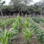 - Granjas misteriosas en La Guajira