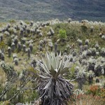  - Nos despedimos de Bogotá y la Sabana pero seguimos al Caquetá