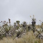  - Nos despedimos de Bogotá y la Sabana pero seguimos al Caquetá