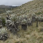  - Nos despedimos de Bogotá y la Sabana pero seguimos al Caquetá