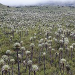  - Nos despedimos de Bogotá y la Sabana pero seguimos al Caquetá