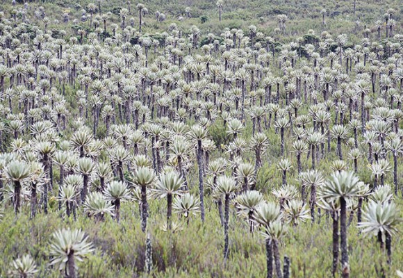 Frailejón: vulnerable, persistente y cuidador