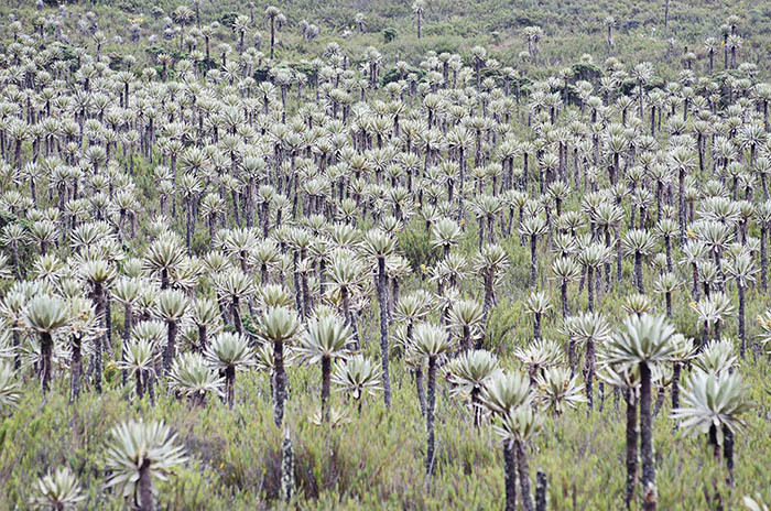 Frailejón: vulnerable, persistente y cuidador