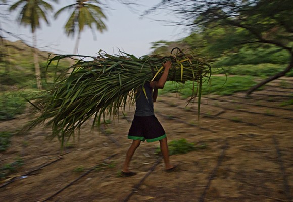 Granjas misteriosas en La Guajira