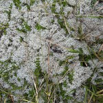  - ¿Y si no cuidamos, qué?