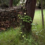  - Eutimio y su defensa de lo orgánico