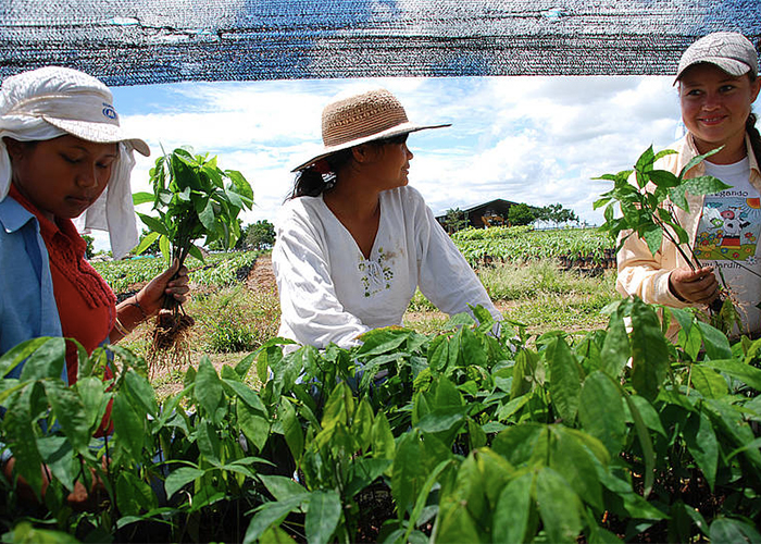 Propiedad y conflictos en el Cauca