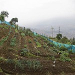  - "Eso era un potrero, y ahora véalo, hermoso."
