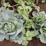  - "Eso era un potrero, y ahora véalo, hermoso."