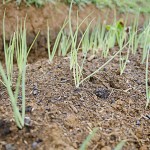  - "Eso era un potrero, y ahora véalo, hermoso."