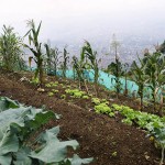  - "Eso era un potrero, y ahora véalo, hermoso."