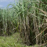 - Acabamos con la coca y nos pasamos al cacao orgánico