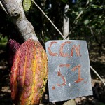  - Acabamos con la coca y nos pasamos al cacao orgánico