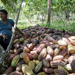  - Acabamos con la coca y nos pasamos al cacao orgánico