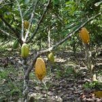  - Acabamos con la coca y nos pasamos al cacao orgánico