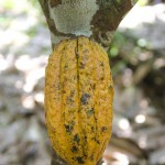  - Acabamos con la coca y nos pasamos al cacao orgánico
