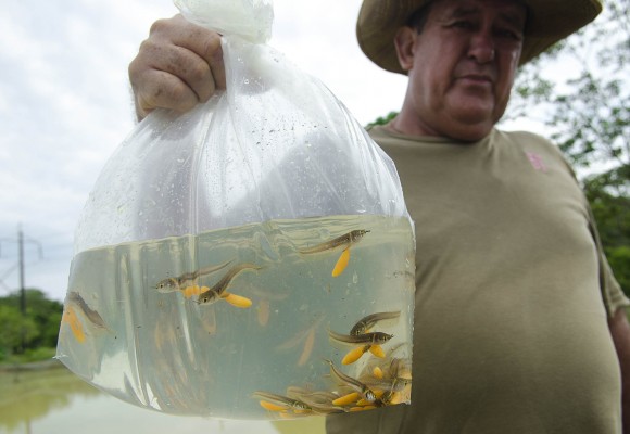 De la cachama al pirarucú y la arawana