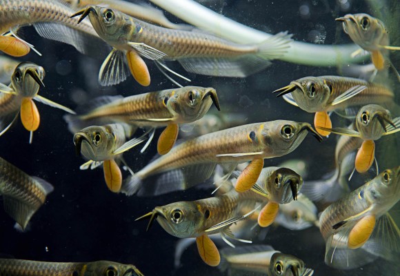 En el Caquetá nace el descendiente del dragón