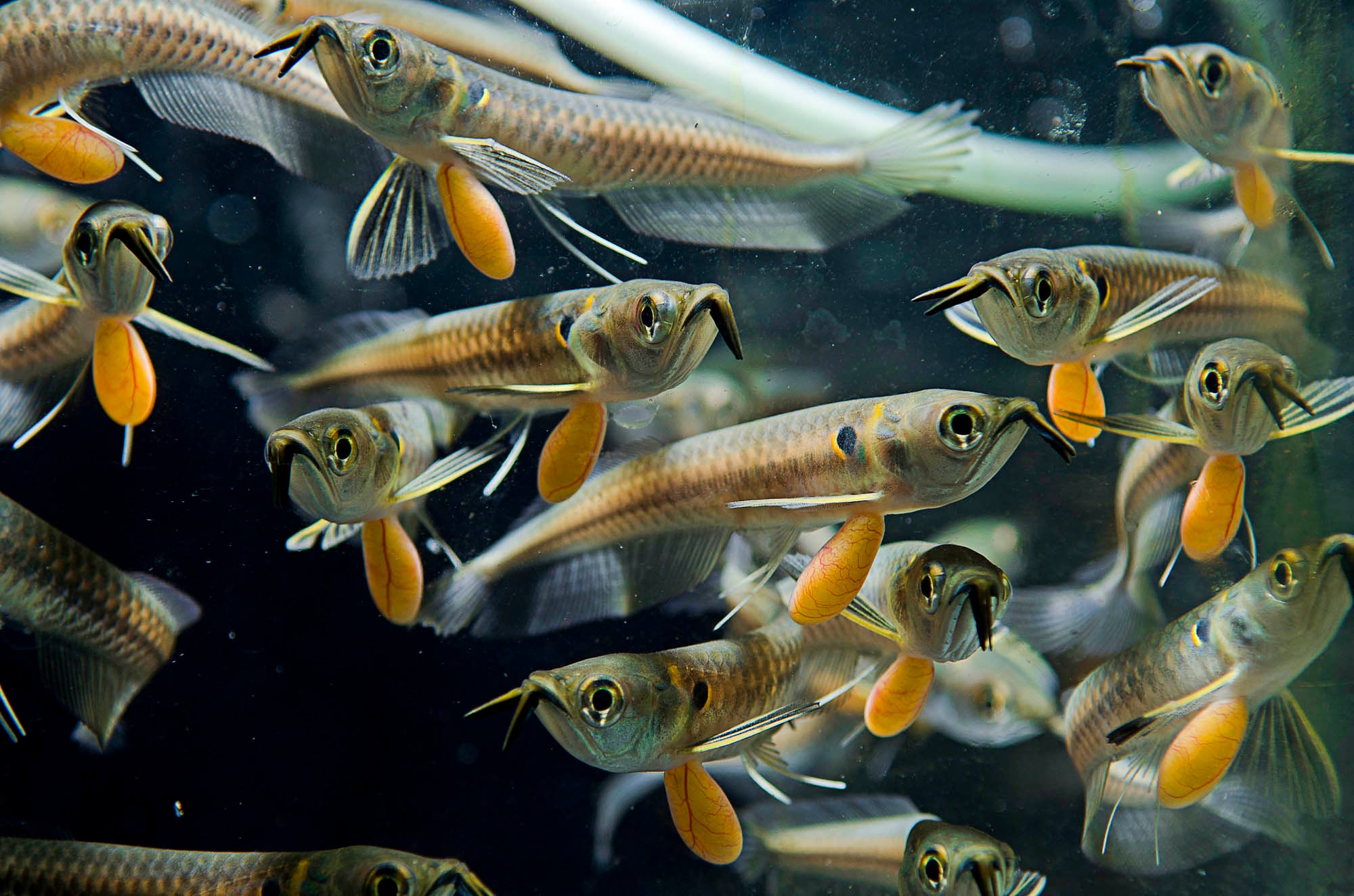 En el Caquetá nace el descendiente del dragón