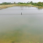  - En el Caquetá nace el descendiente del dragón