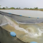  - En el Caquetá nace el descendiente del dragón