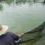  - En el Caquetá nace el descendiente del dragón