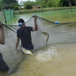  - En el Caquetá nace el descendiente del dragón