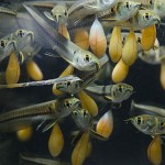  - En el Caquetá nace el descendiente del dragón