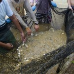  - En el Caquetá nace el descendiente del dragón