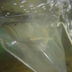  - En el Caquetá nace el descendiente del dragón