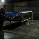  - En el Caquetá nace el descendiente del dragón