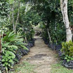  - Creció al punto de convertirse en una colección de plantas vivas