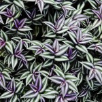  - Creció al punto de convertirse en una colección de plantas vivas