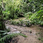 - Creció al punto de convertirse en una colección de plantas vivas