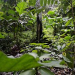  - Creció al punto de convertirse en una colección de plantas vivas