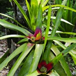  - Creció al punto de convertirse en una colección de plantas vivas