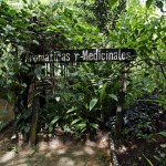  - Creció al punto de convertirse en una colección de plantas vivas