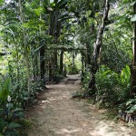  - Creció al punto de convertirse en una colección de plantas vivas