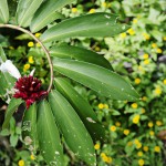  - Creció al punto de convertirse en una colección de plantas vivas
