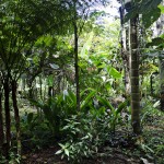  - Creció al punto de convertirse en una colección de plantas vivas