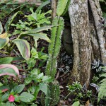  - Creció al punto de convertirse en una colección de plantas vivas