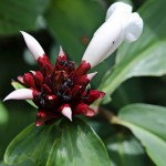  - Creció al punto de convertirse en una colección de plantas vivas